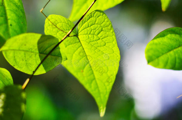 夏季阳光下花园绿叶的特写自然景观。 天然绿色植物景观作为背景或墙壁