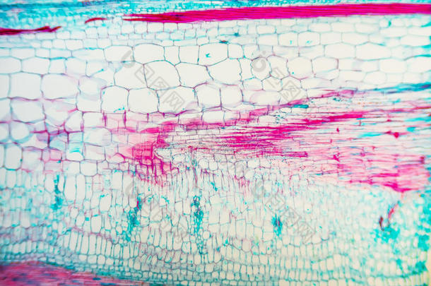 葫芦干细胞显微镜