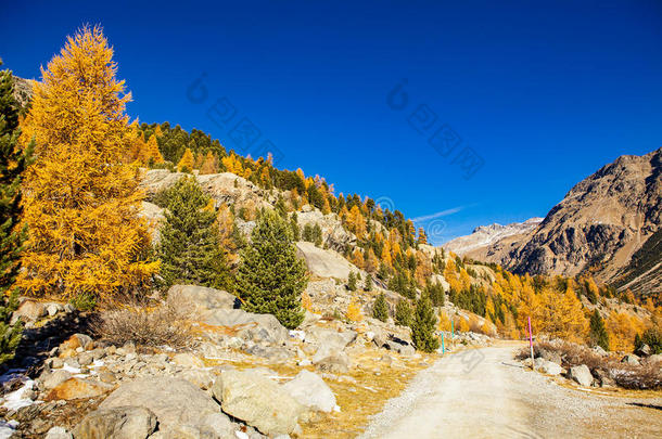 积极的阿尔卑斯山吸引力秋天美女