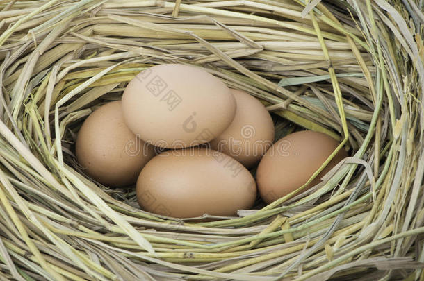 鸡蛋，鸟巢里的鸡蛋