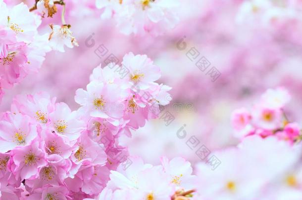 美丽的粉红色樱花枝，樱花白色