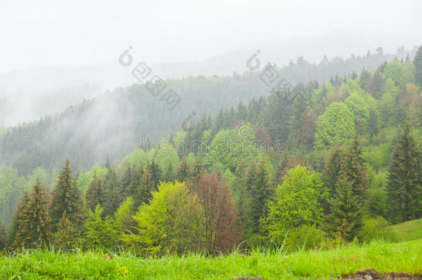 群山之间的森林被厚厚的薄雾<strong>包围</strong>着