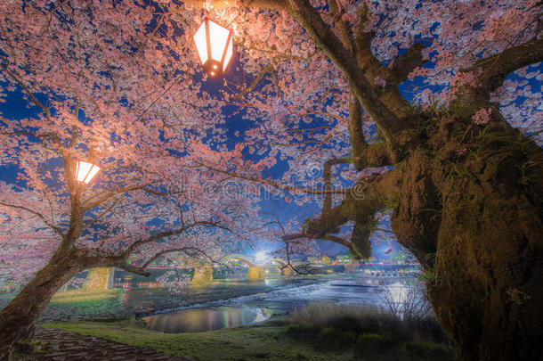 樱花在金泰桥，日本