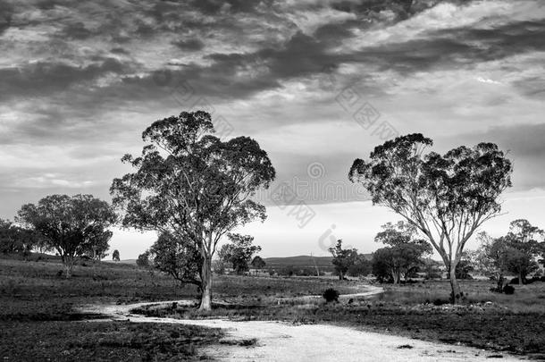 土路绕着一棵树，在多云的天空下，在中西部新南威尔士，澳大利亚，<strong>黑白相间</strong>。