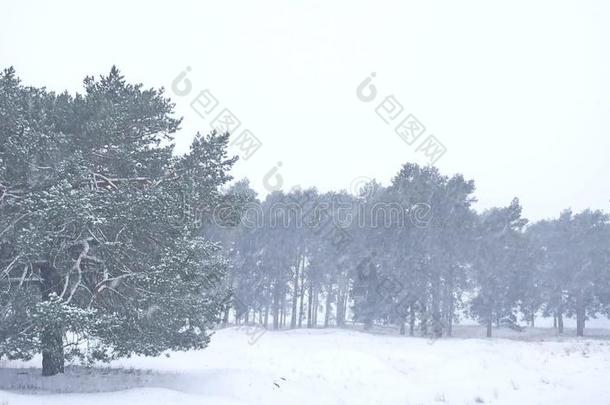 美丽的圣诞暴风雪树在冬天的景观在傍晚的降雪自然景观