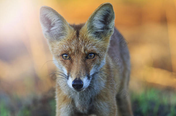 狐狸美丽的肖像在日出与阳光明媚的热点