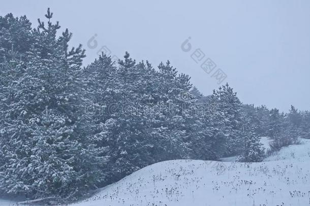 美丽的圣诞树在大自然中暴风雪的冬季景观在傍晚的降雪景观
