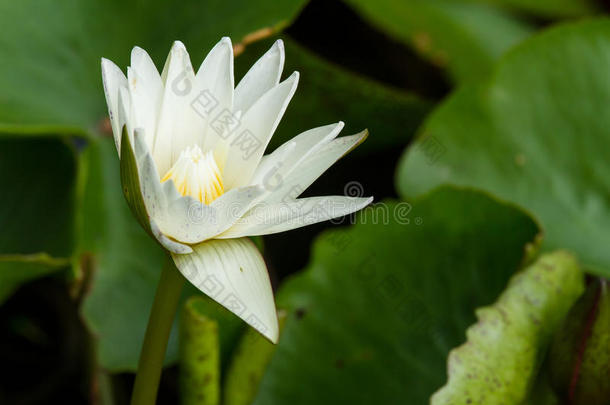 美丽的睡莲花。 莲花和莲花计划