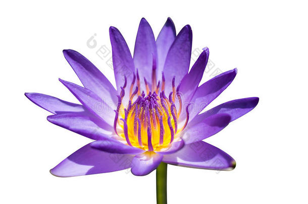 美丽的紫色莲花，紫色莲花在池塘里盛开，特写莲花，泰国的莲花。