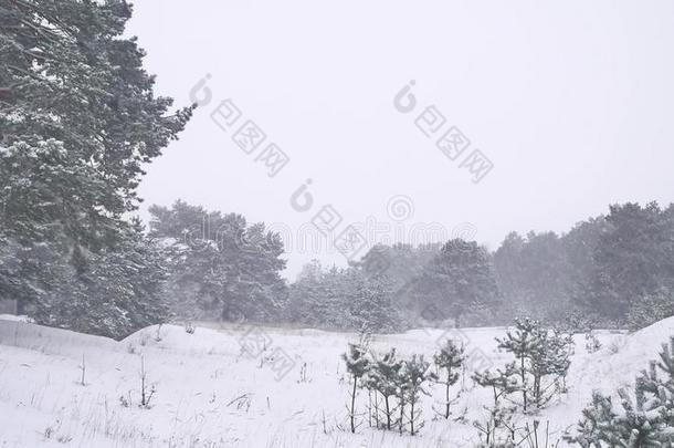 美丽的圣诞树暴风雪在冬季景观自然在傍晚降雪景观