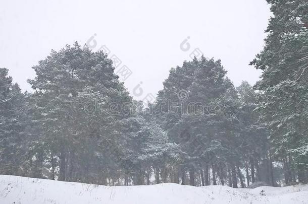 美丽的圣诞树暴风雪在大自然的冬季景观在傍晚的降雪景观