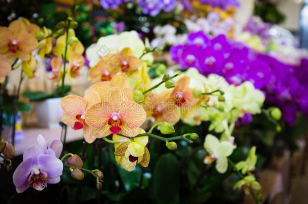美丽的托卢尼亚文化兰花在泰国，靠近美丽的兰花。