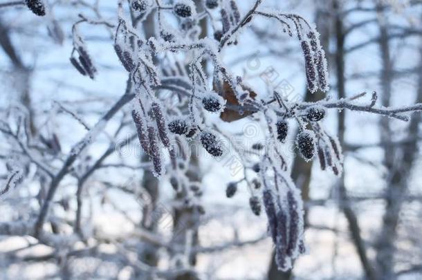 冰冻的树枝椴树在雪中，在蓝天的冬季自然景观上