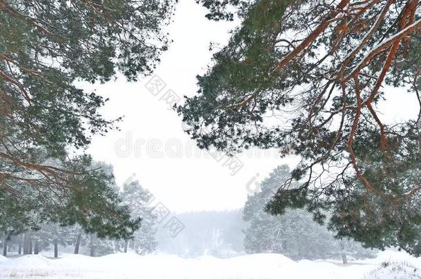 冬季美丽的暴风雪圣诞树景观傍晚自然的降雪景观