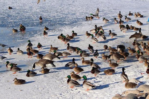 集合鸭子冰冻的鹅湖