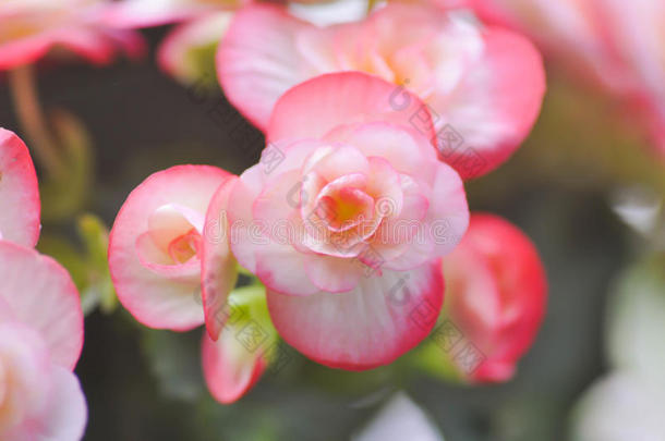 粉海棠花