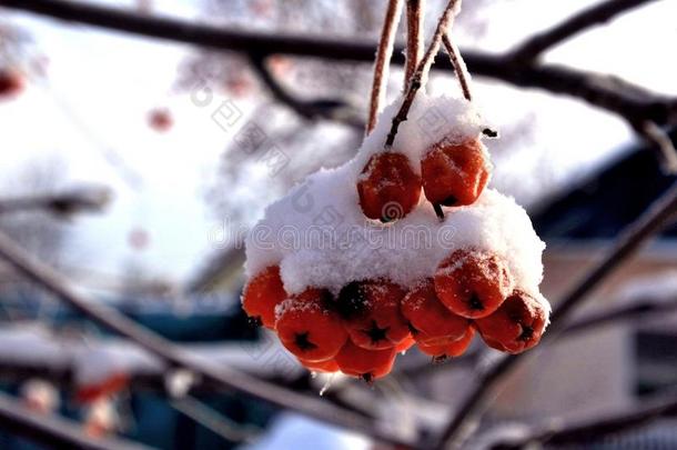玫瑰浆果的分支，被新鲜的雪覆盖。