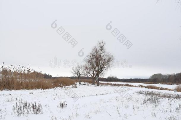 干旱的树木和草地芦苇在冬季的雪景上