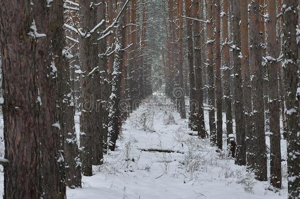 干<strong>树干</strong>的松树圣诞树自然<strong>树干</strong>冬季森林景观的野生