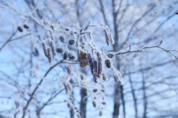 冰冻的树枝椴树在<strong>雪</strong>中，在<strong>蓝天</strong>自然的<strong>冬季</strong>景观上