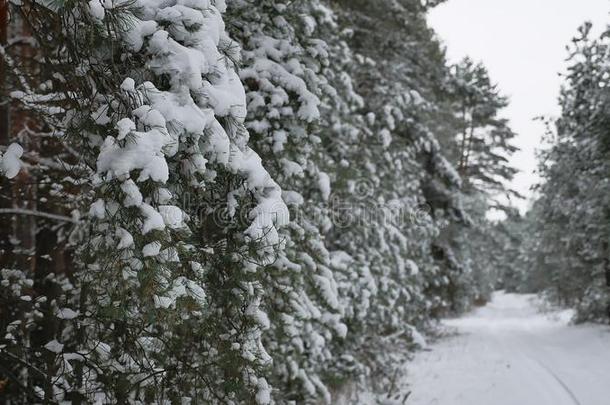 圣诞树树枝在雪松冬季仙女自然森林景观