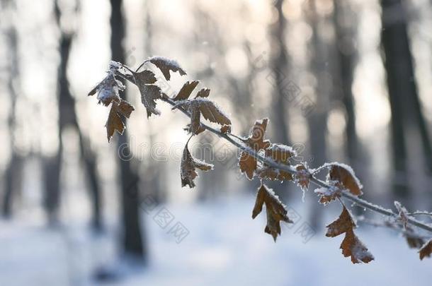 冻结的橡树枝在树林中的雪自然景观阳光冬天