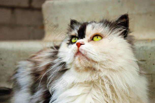 动物美丽的印花布猫可爱的