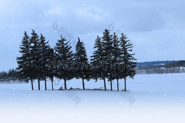 雪景中的常绿树林