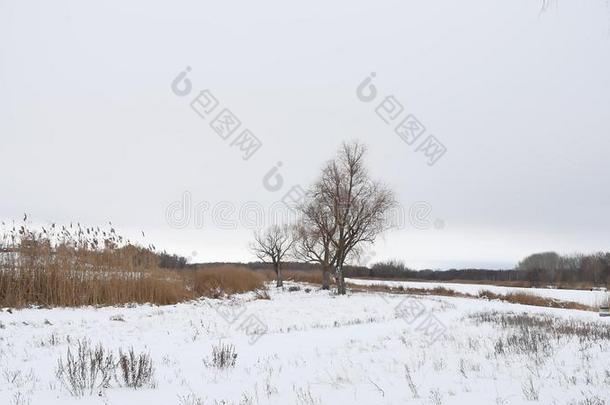 干旱的<strong>树木</strong>和草地芦苇在冬季的<strong>雪景</strong>上