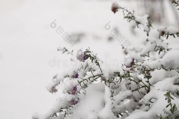 冰冻美丽的田野草在冬天下雪的景观自然