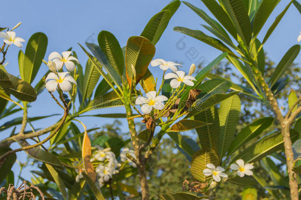 <strong>鸡蛋花</strong>或<strong>鸡蛋花</strong>