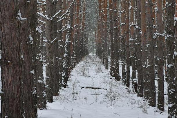 干树干的松树圣诞树自然树干冬季森林景观的野生