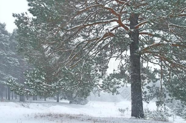 美丽的圣诞树暴风雪在冬天的景观在傍晚的降雪景观自然