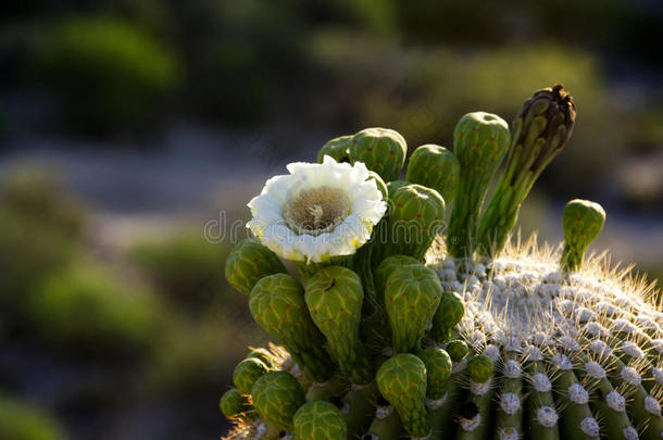 一朵白色的萨瓜罗花在绿色的花蕾和金色的刺中绽放