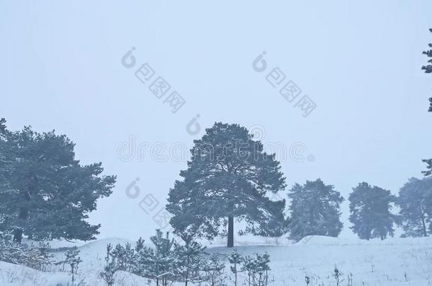 美丽的圣诞树暴风雪在冬季景观在深夜自然在降雪景观