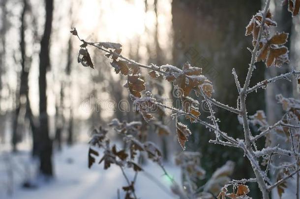 冻结的橡树枝在树林中的雪自然景观冬季阳光