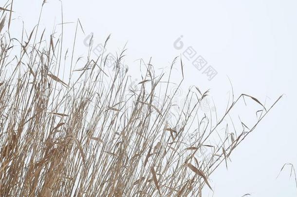 马尾枯草芦苇在河流上的雪冬景观俄罗斯