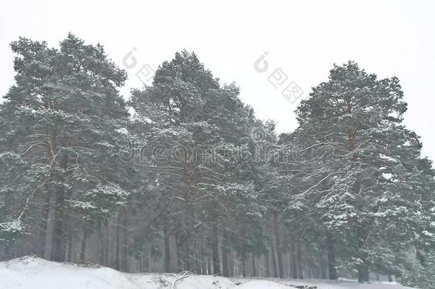 美丽的圣诞树暴风雪自然在冬季景观在傍晚的降雪景观