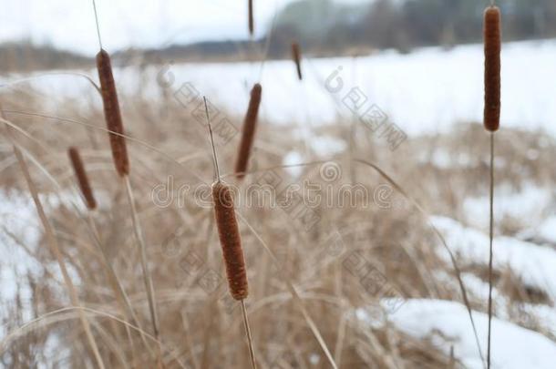 马尾枯草芦苇在河流上的雪冬景观俄罗斯