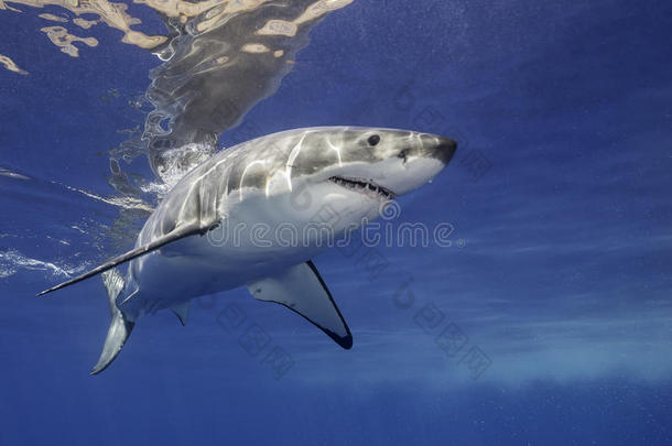 大白鲨墨西哥