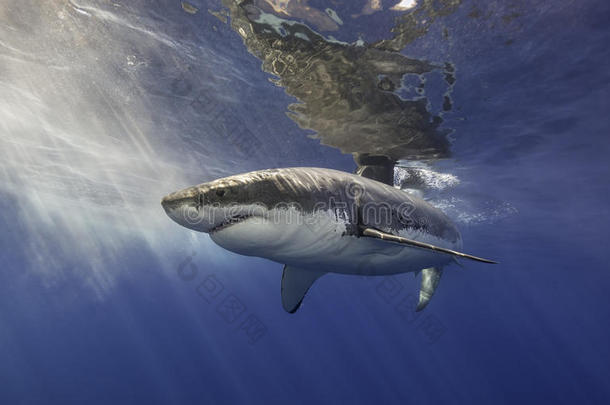 大白鲨墨西哥