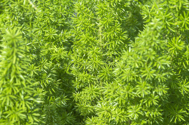 芦笋蕨类植物<strong>种植园林</strong>观赏植物