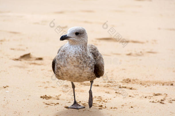 动物海滩鸟海岸聚居地