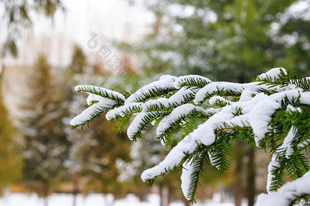 绿色云杉树在冬季，冷杉树枝覆盖着雪。