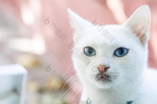 闭上一只蓝眼睛的白色猫。 柔和的焦点