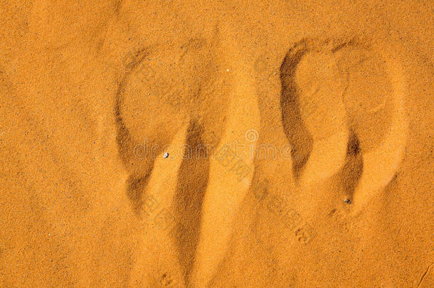 沙哈拉沙漠中的骆驼脚印