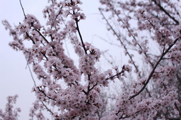 发现中国：<strong>大雁塔</strong>樱花。
