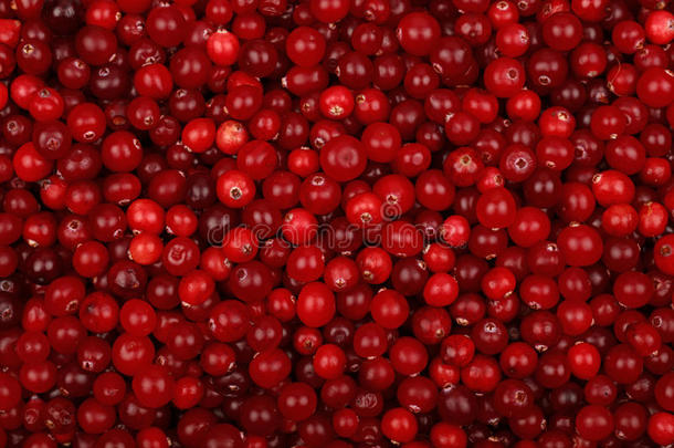 新鲜红色成熟蔓越莓背景顶部视图