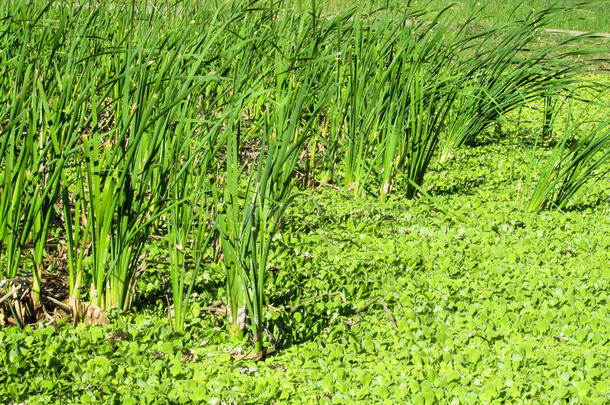 绿色湿地草