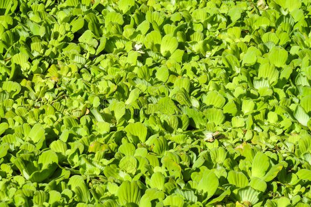 绿色湿地
